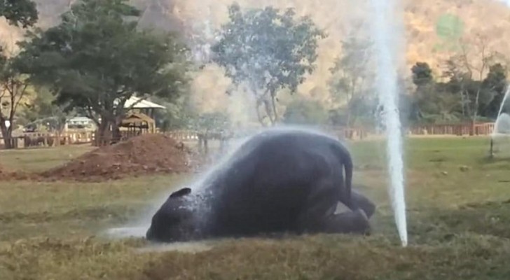 Een olifant nadert een sprinkler... deze video brengt een glimlach op je gezicht 