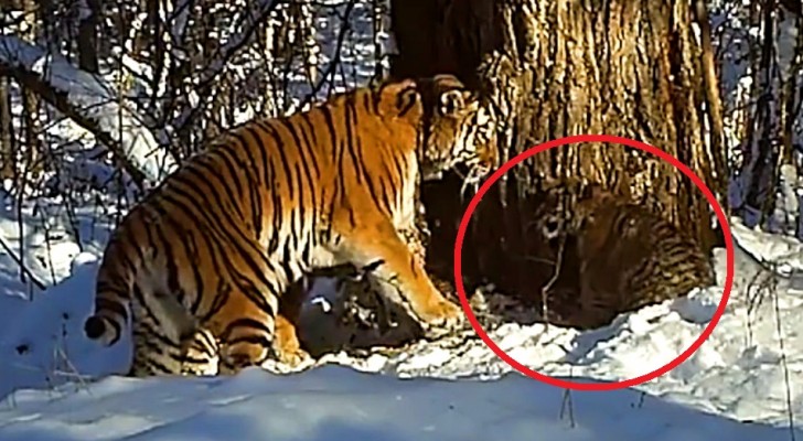 Deze tijger werd vrijgelaten in het wild: de camera's ontdekken een tijdje later iets bijzonders!