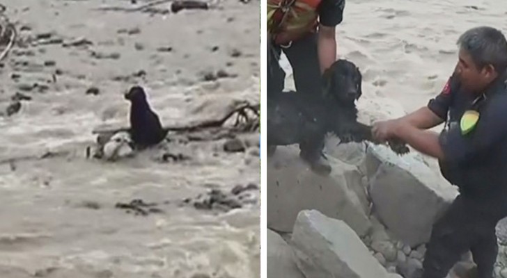 Un cane è intrappolato nel fiume: ecco uno dei salvataggi più rischiosi di sempre