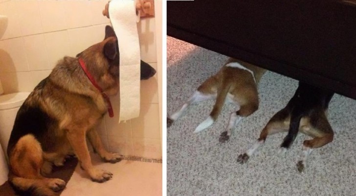 11 honden die ervan overtuigd zijn dat ze de PERFECTE verstopplaats hebben gevonden