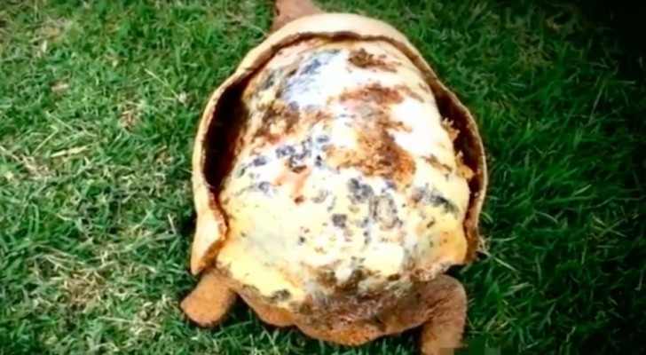 Een schildpad verloor zijn schild in een brand, maar de dierenartsen hebben een wonder verricht