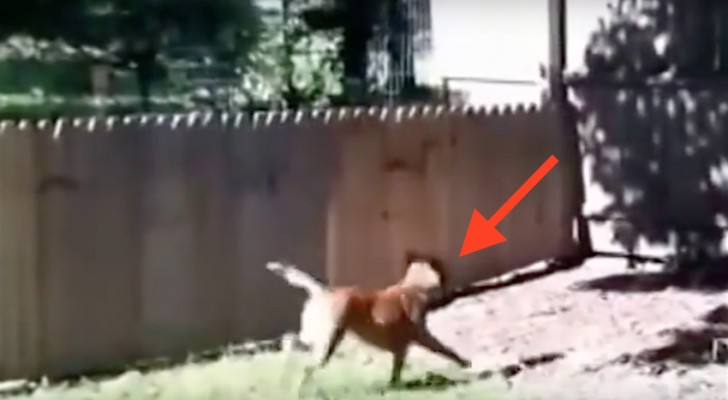 A man builds a fence for his dog --- but look what happens next!