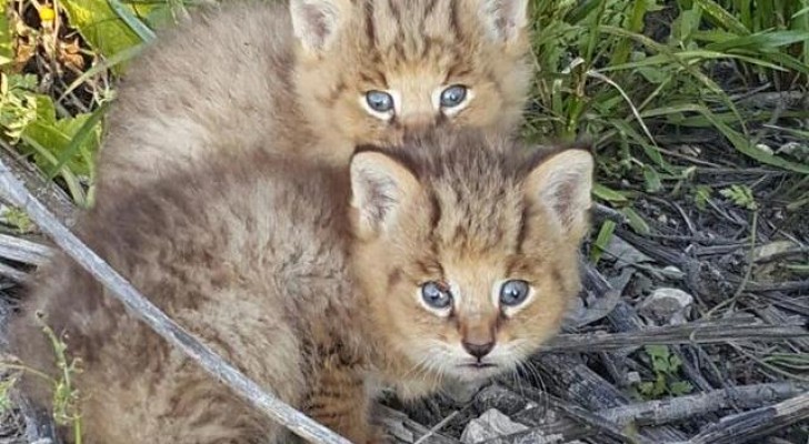 Deze twee kittens zijn achtergelaten op straat, maar al snel is duidelijk dat dit geen normale kittens zijn