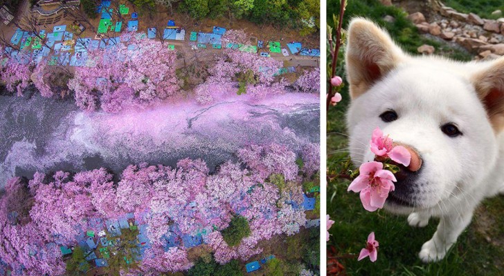 17 foto della magnifica fioritura dei ciliegi giapponesi firmate National Geographic