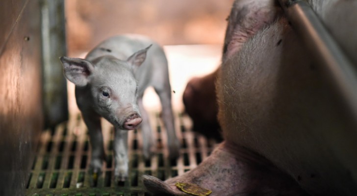 Una fotografa entra in un allevamento di maiali: i loro sguardi valgono come mille parole