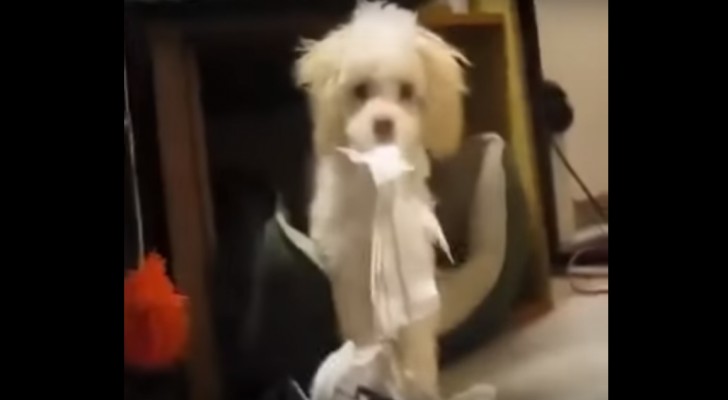 A puppy has been caught red-handed! His reaction? Unmissable!