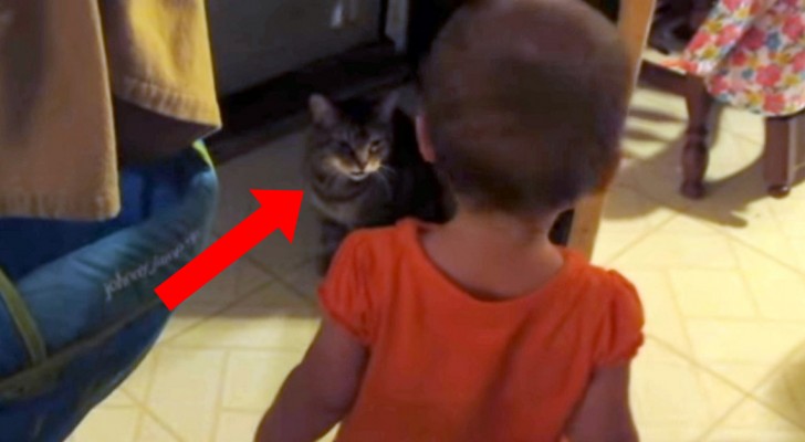 Une petite fille s'approche de son chat: ne manquez pas leur conversation hilarante