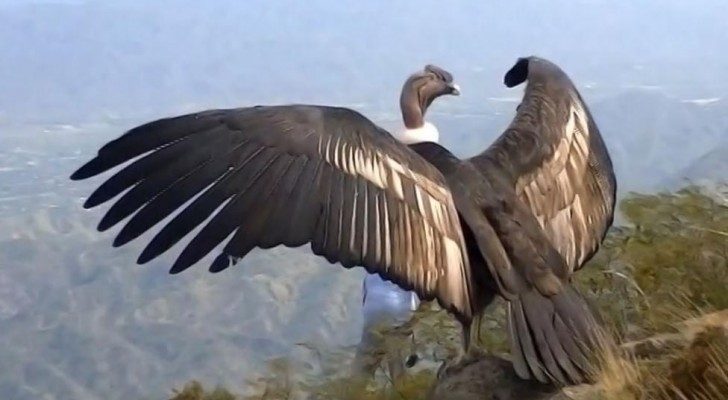  A condor is set free after two years --- Here is the exciting moment!