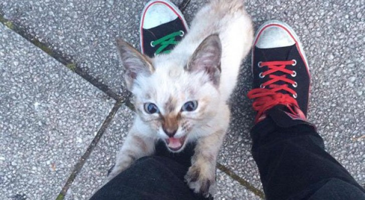 Un ragazzo incontra un gattino in strada: poco dopo dovrà fare una scelta importantissima