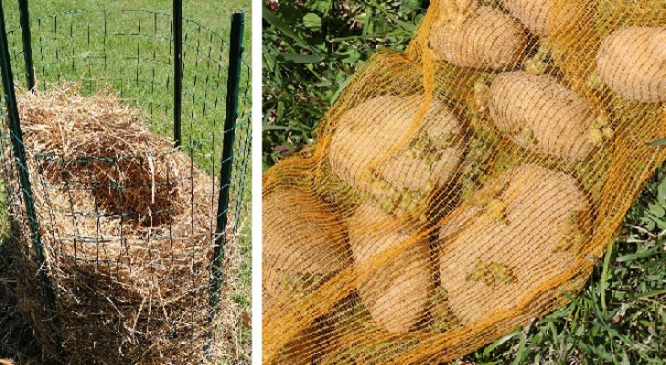 Discover this potato cultivating idea that gives impressive results!
