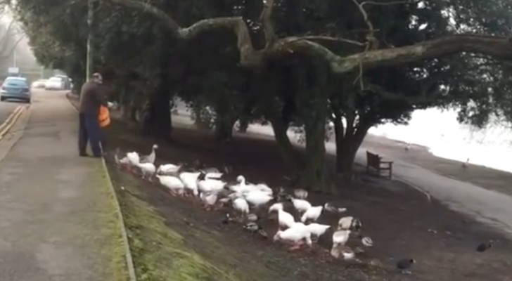 Every day this man feeds his ducks, but when he arrives late look what happens!