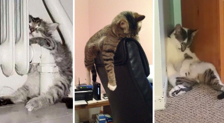 Queste foto dimostrano che non esiste luogo in cui un gatto non possa addormentarsi