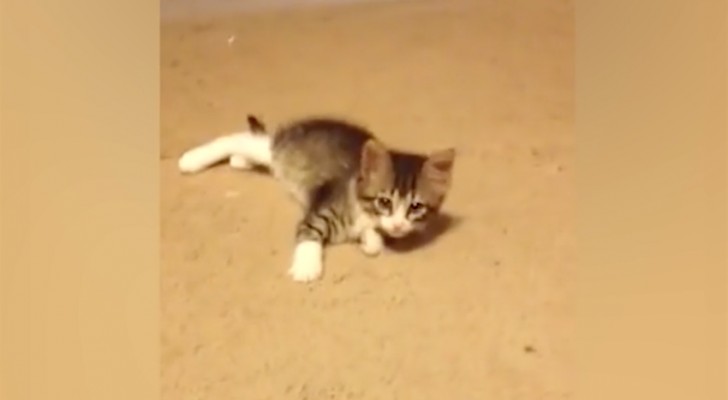 A kitten is playing on the carpet --- but then "someone" shows up and everything changes!