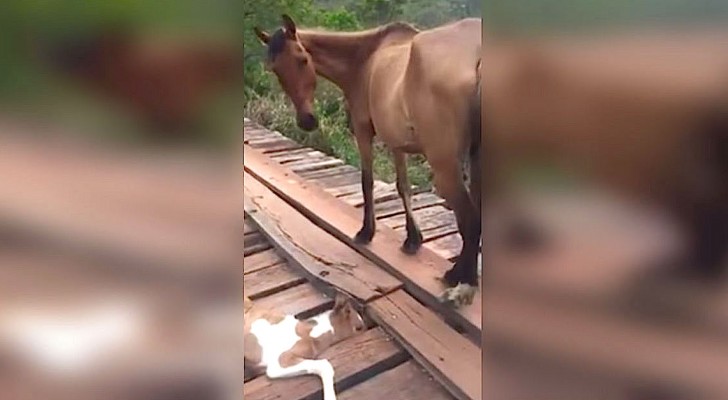 A man sees in the distance a foal in trouble --- what he does will save its life