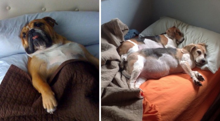 20 proprietari di cani che hanno miseramente perso la battaglia per il letto