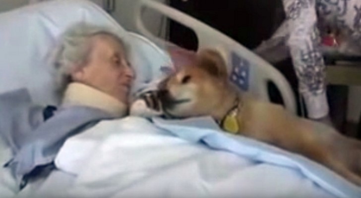 Questo cane ha ben 19 anni, guardate cosa fa quando incontra questa donna... da lacrime!