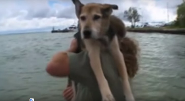 Este cão sofre de uma grave artrite: o que o seu dono faz por ele é comovente