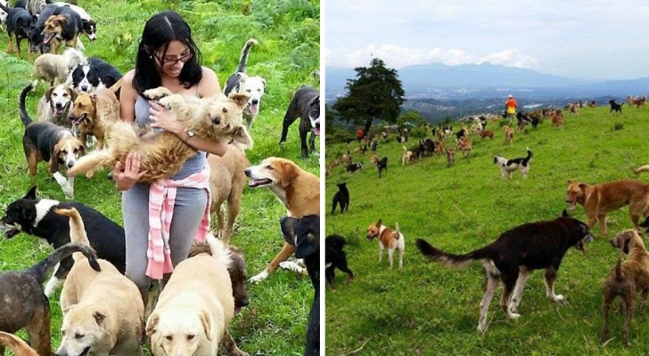 900 cani liberi sulla collina: ecco un canile unico nel suo genere