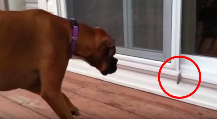 Een boxer ontdekt een 'indringer' buiten het huis... Kijk hoe het dier zijn gezin beschermt