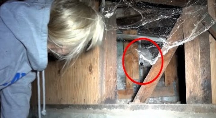 A dog is holed up under a house -- Getting it out will keep you in suspense!