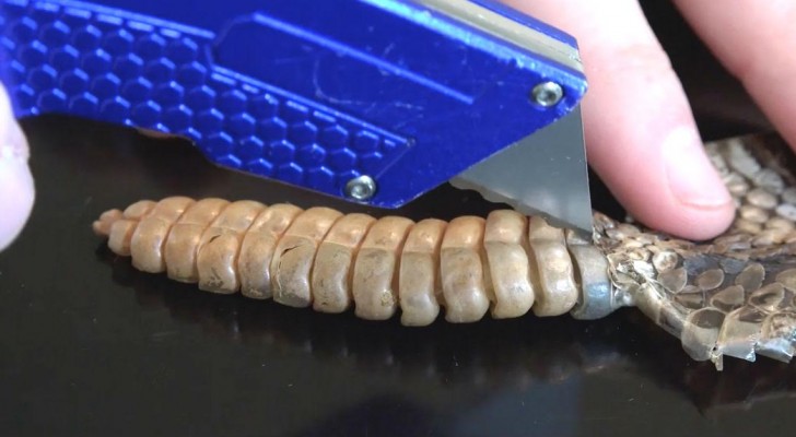 A father and son open a rattlesnake rattle --- to discover how one actually works!