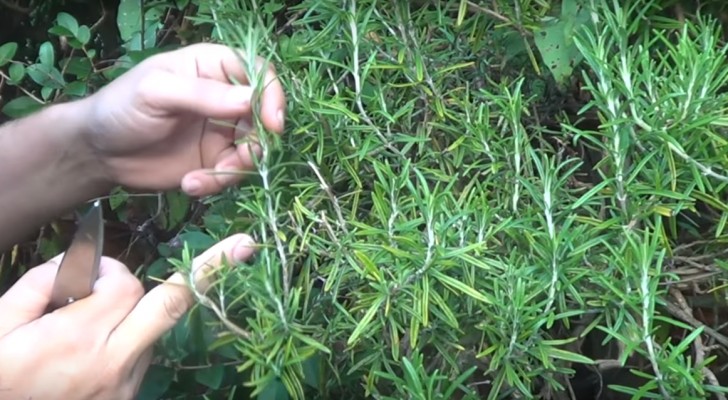 Lerne, wie du deine eigene Rosmarinpflanze aus einem Zweig bekommst 