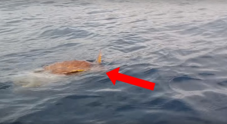 Un couple en kayak remarque « quelque chose » dans l'eau: ce qu'ils font est digne de HÉROS 