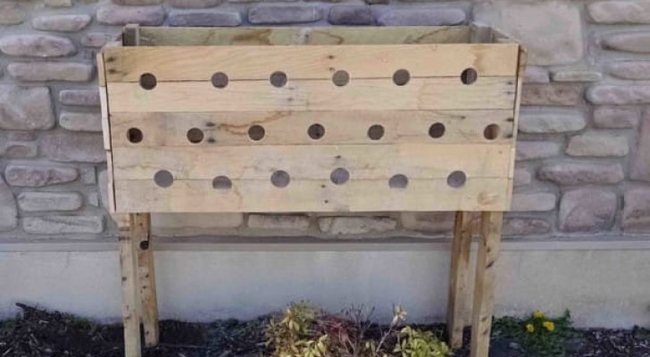 Make 19 holes in the sides of a wooden planter box -- Enjoy the colorful show five months later! 