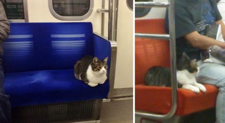 Questo gatto prende regolarmente la metro DA SOLO. Non ci credete? Guardate qui!