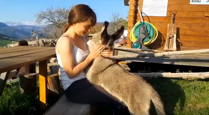 A baby donkey approaches her --- the girl cannot believe what happens next!