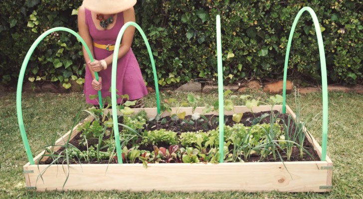 Attach four hula-hoops to a garden box! -- Her idea? A brilliant solution!