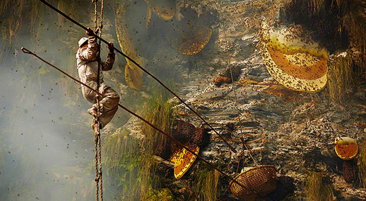 Il récolte le miel à mains nues à des hauteurs vertigineuses: voici les images de ce rituel très ancien
