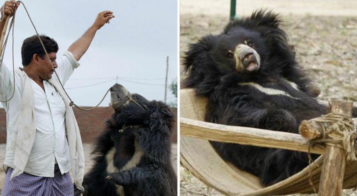 Hanno vissuto anni terribili in un circo, ma ora per 19 orsi inizia una nuova vita