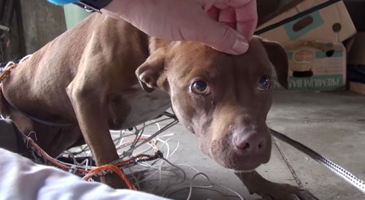 This female pit bull was very upset and would not calm down --- Until someone caressed her!