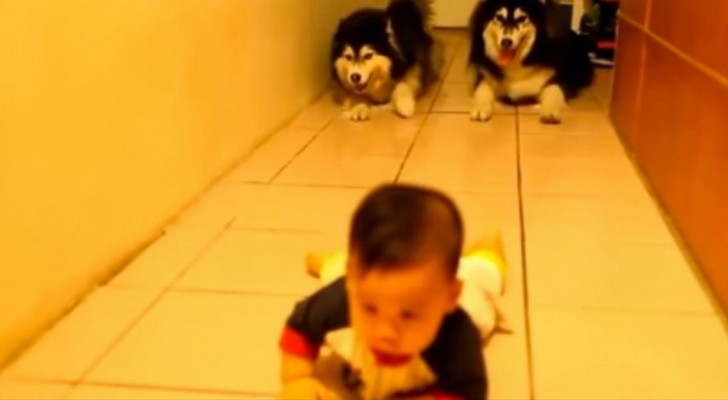 Il bambino sta imparando a gattonare, ma tenete gli occhi sui due husky dietro di lui
