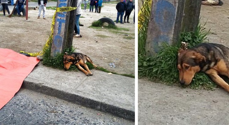 Un chien refuse de quitter le corps de son ami humain tué par une voiture