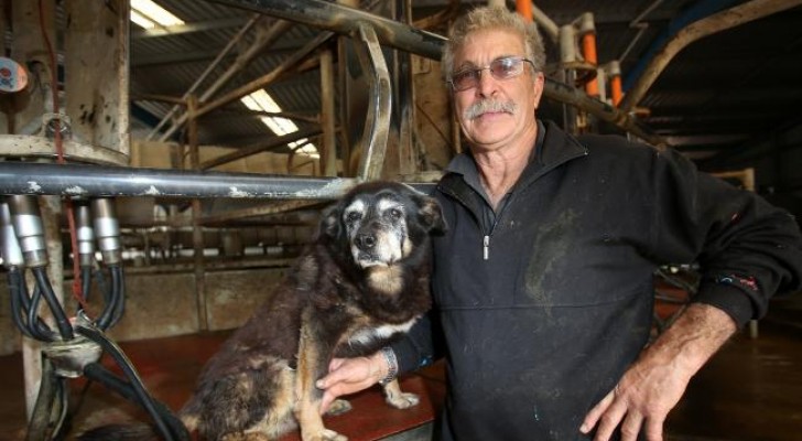 Se ne va il cane più vecchio del mondo: 30 anni di vita spensierata in fattoria