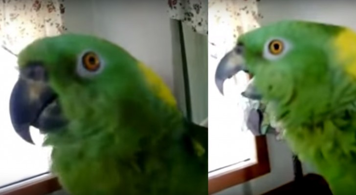 Han börjar filma sin papegoja, men lyssna på vad den säger strax efter: ni kommer att bli förvånade!