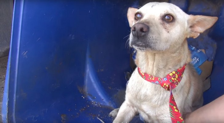 Salvan una cachorra de un tacho de la inmundicia, pero con ella encuentran tambien una dulce sorpresa