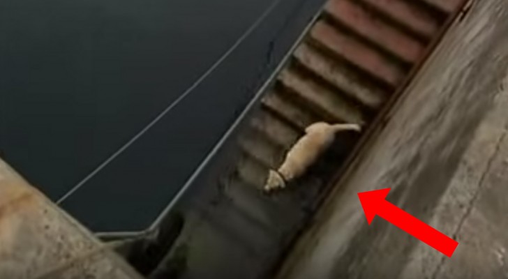 A man sees a dog dive into the sea ----- shortly after he sees something extraordinary!
