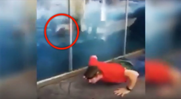 A man begins to do push-ups at the zoo --- The polar bear's reaction is A MUST SEE!