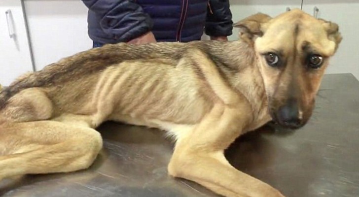 She was so thin that she could not stand up --- but after seven weeks she is unrecognizable!