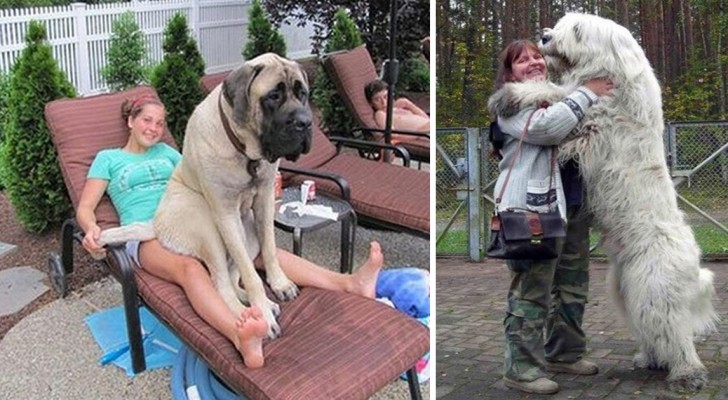 Les images adorables de certains chiens gigantesques... qui ne se rendent pas compte de leur taille!
