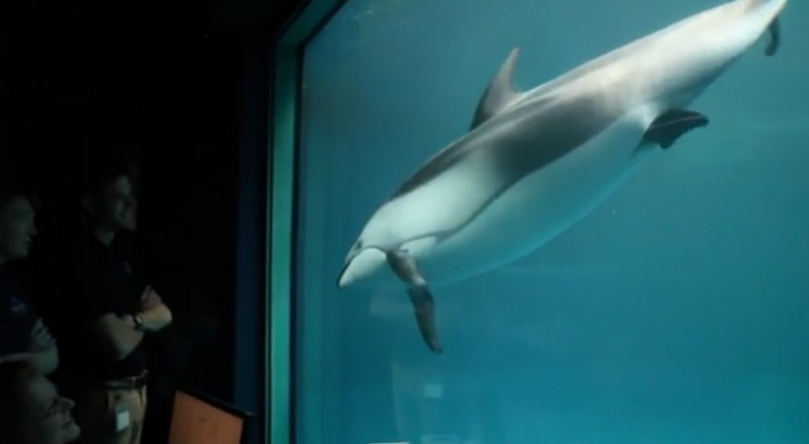 Un delfin nada nerviosamente...Lo que esta por suceder es un milagro de la naturaleza!