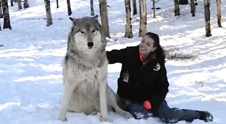 A giant wolf sits by her side --- Look what happens as soon as she caresses him!