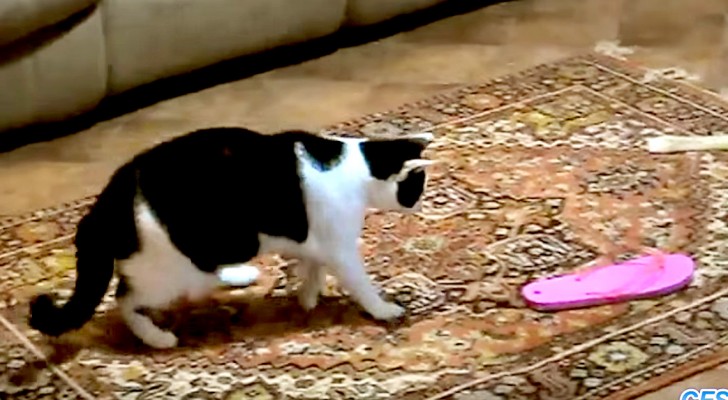 Gatti e infradito: guardate questo video... vi farà piegare dalle risate!