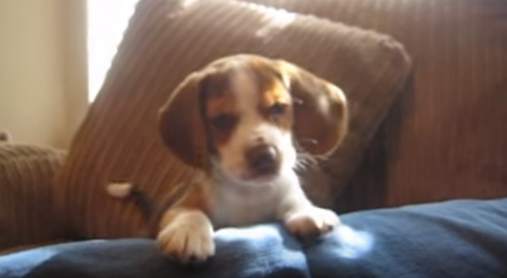 Zijn baasje imiteert hondengejank... de reactie van de beagle is hartverwarmend!