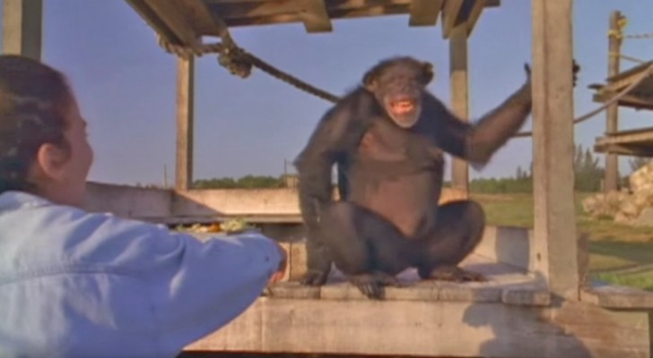 Ha salvado esta chimpancé hace 18 años: esto es lo que sucede cuando la encuentra de nuevo...