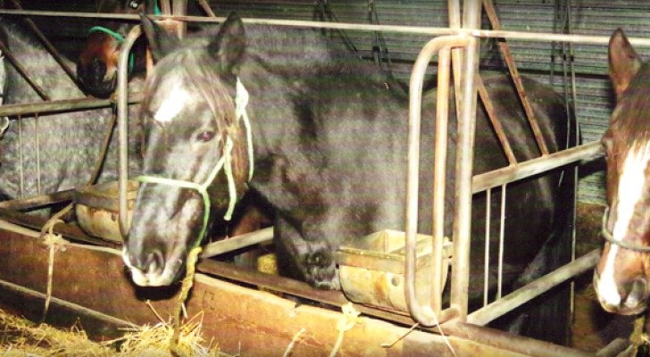 These horses lived closed up in small and dark stables --- But this is how they live today. . . Wow!