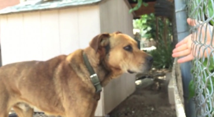 Deze hond leefde 10 jaar lang vastgeketend aan zijn hok: deze man besloot om daar verandering in te brengen